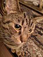 Lieve kater en poesje, Dieren en Toebehoren, Katten en Kittens | Overige Katten, Kater