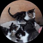 Prachtig nestje  Boerderijkittens, Dieren en Toebehoren, Katten en Kittens | Overige Katten, Meerdere dieren