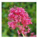 Bio zaden Rode Valeriaan Spoorbloem - Centranthus ruber Red, Ophalen of Verzenden, Gehele jaar, Volle zon, Zaad