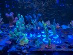 SPS en LPS koraal, Dieren en Toebehoren, Vissen | Aquariumvissen, Overige typen