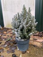 Kleine levende kerstboom in pot – klaar voor de feestdagen!, Tuin en Terras, Planten | Bomen, In pot, Winter, Volledige schaduw