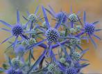 Eryngium Planum | Kogeldistel | Chemievrij | P9, Overige soorten, Volle zon, Vaste plant, Ophalen of Verzenden
