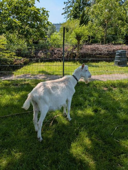Witte melkgeit bokken CL en CAE vrij dekbok, Dieren en Toebehoren, Schapen, Geiten en Varkens, Geit, Mannelijk, 0 tot 2 jaar