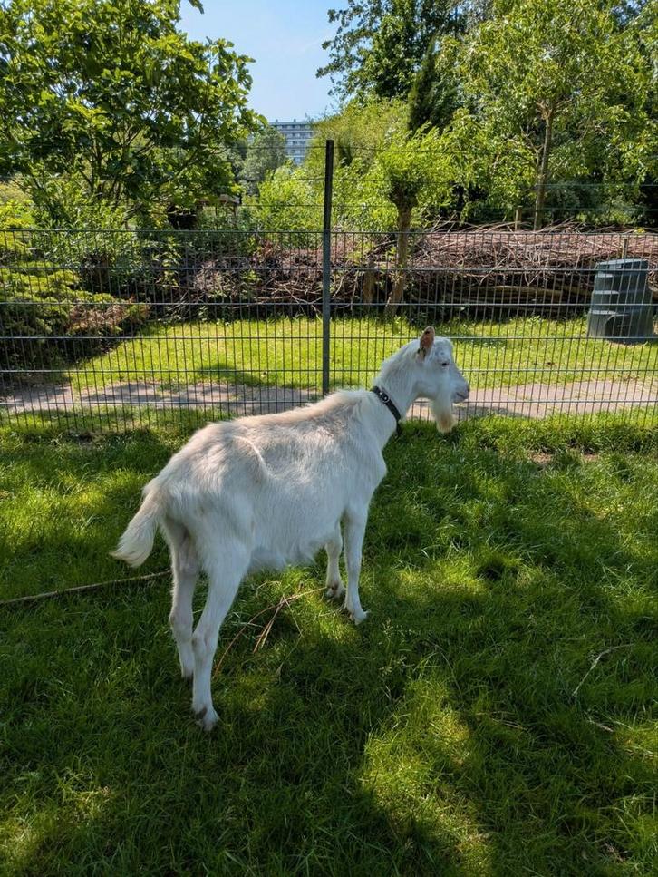 Witte melkgeit bokken CL en CAE vrij dekbok, Dieren en Toebehoren, Schapen, Geiten en Varkens, Geit, Mannelijk, 0 tot 2 jaar