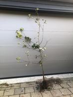 Fruitbomen te koop, Ophalen, In pot, Appelboom, Lente