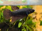 Wild betta type: Smaragdina Copper (couple), Dieren en Toebehoren, Vissen | Aquariumvissen