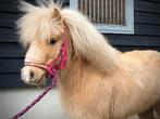 Knappe palomino (dek) hengst!, Hengst, A pony (tot 1.17m), 3 tot 6 jaar, Gechipt