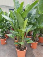 Strelitzia, Tuin en Terras, Planten | Tuinplanten, Volle zon, Ophalen of Verzenden, Zomer, Groenteplanten