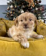 Boomer x Labradoodle mini pups, Nederland, Overige rassen, 8 tot 15 weken, Meerdere