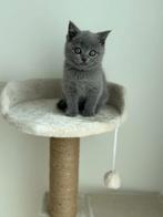 Britse korthaar kitten meisje, Poes, Ontwormd