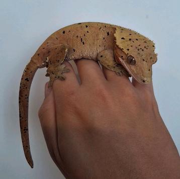 Bewezen red dalmatian wimpergekko/crested gecko kweekvrouw beschikbaar voor biedingen