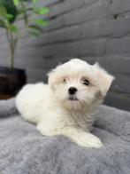 2 mooie witte boomer reutjes, Dieren en Toebehoren, Rabiës (hondsdolheid), 8 tot 15 weken, Meerdere, Nederland