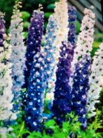 Ridderspoor planten, Ophalen, Zomer, Overige soorten, Volle zon