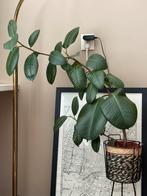 Kamerplant, Huis en Inrichting, Kamerplanten, Ophalen, Ficus, Halfschaduw, Minder dan 100 cm