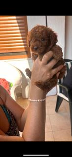 Puddle, Dieren en Toebehoren, Honden | Niet-rashonden, Rabiës (hondsdolheid), 8 tot 15 weken, Teef, Eén hond