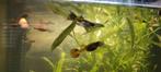 Guppies, Dieren en Toebehoren, Vissen | Aquariumvissen, Vis