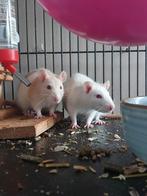 huisje gezocht voor 3 dames ratten eventueel met toebehoren, Dieren en Toebehoren, Knaagdieren, Rat, Februari, Vrouwelijk, Tam