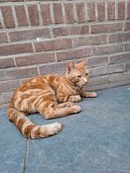 Oranje kater 1 jaar oud, Dieren en Toebehoren, Kater, Kortharig, 0 tot 2 jaar