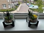 Nep plantjes, Ophalen of Verzenden, Overige soorten, Minder dan 100 cm