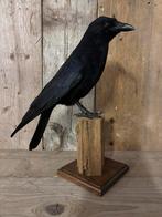 Opgezette kraai (nieuw), Ophalen of Verzenden, Nieuw, Vogel, Opgezet dier