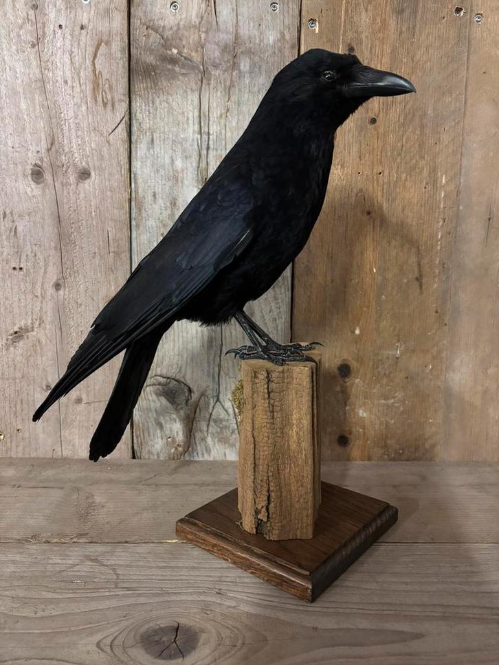 Opgezette kraai (nieuw), Verzamelen, Dierenverzamelingen, Nieuw, Opgezet dier, Vogel, Ophalen of Verzenden