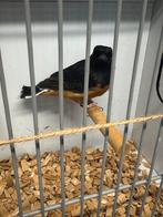 Schamalijster man, Dieren en Toebehoren, Vogels | Overige Vogels, Mannelijk, Geringd