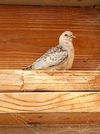 Twee diamantduifjes, Dieren en Toebehoren, Vogels | Duiven, Meerdere dieren, Overige soorten