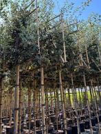 Quercus ilex steeneik groenblijvende leibomen!, Ophalen of Verzenden