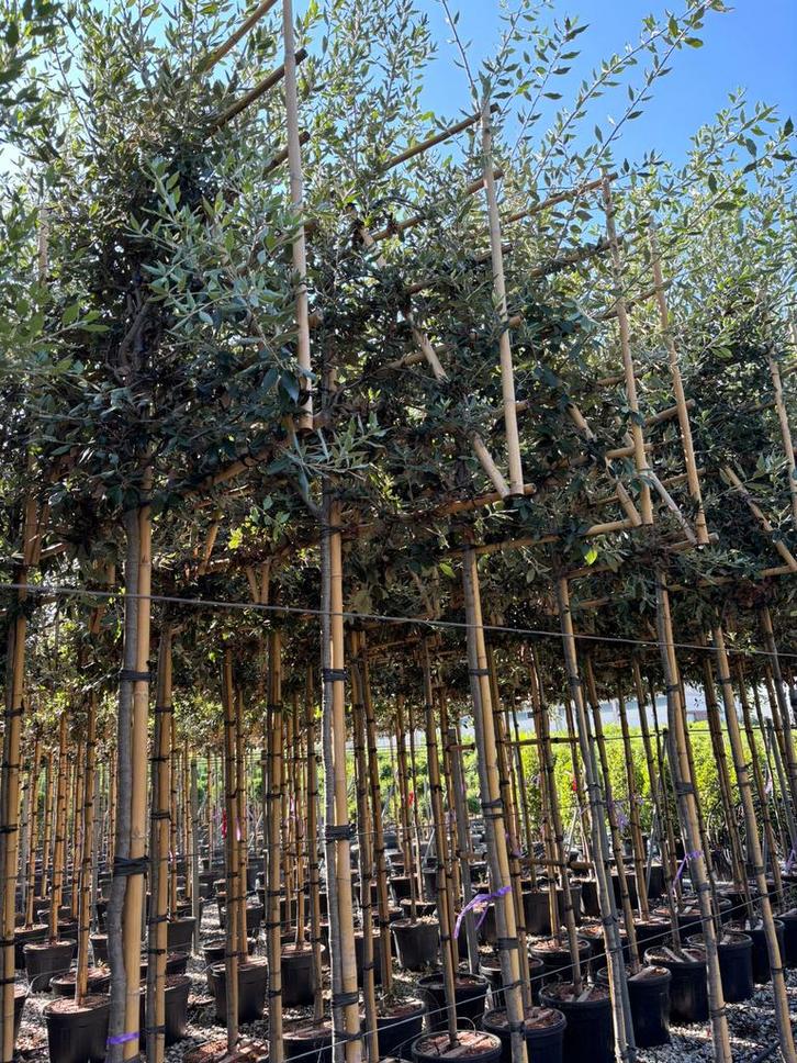Quercus ilex steeneik groenblijvende leibomen!, Tuin en Terras, Planten | Bomen, Ophalen of Verzenden