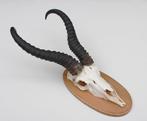Schedel SPRINGBOK op houten schild - ref. N (gewei)