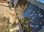 Vijver met koi's, Tuin en Terras, Vijvers, Ophalen, Gebruikt