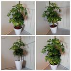 Schefflera boompje kamerplant incl pot evt te bezorgen*, Huis en Inrichting, Ophalen, Overige soorten, Halfschaduw, In pot