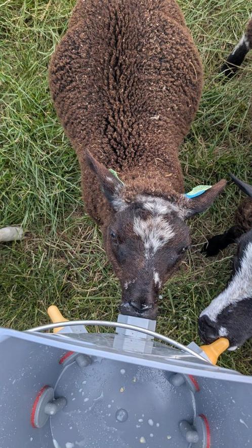 Twee bonte paplammen, Dieren en Toebehoren, Schapen, Geiten en Varkens, Schaap, Mannelijk