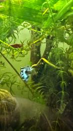 Blue mosaic guppy, Dieren en Toebehoren, Vissen | Aquariumvissen, Vis