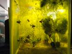 Jonge koi maanvissen, Dieren en Toebehoren, Vis, Zoetwatervis