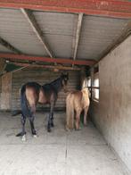 Pensionstal Eindhoven, Dieren en Toebehoren, Stalling en Weidegang, Weidegang, 2 of 3 paarden of pony's