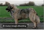 Te koop  gevraagd kaukasiche herder of kruising, Dieren en Toebehoren, 15 weken tot 1 jaar, CDV (hondenziekte), Teef, Eén hond