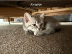Britse korthaar, Dieren en Toebehoren, Katten en Kittens | Overige Katten, Poes, Kortharig, 0 tot 2 jaar