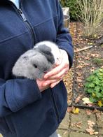 Lieve kleine dwergkonijntjes. Uniek zacht haar!, Meerdere dieren, Dwerg, 0 tot 2 jaar