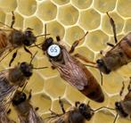 Top kwaliteit Buckfast koninginnen, F1 moeren, Dieren en Toebehoren, Insecten en Spinnen, Bijen
