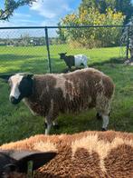 2 bonte rammen, Dieren en Toebehoren, Mannelijk, Schaap