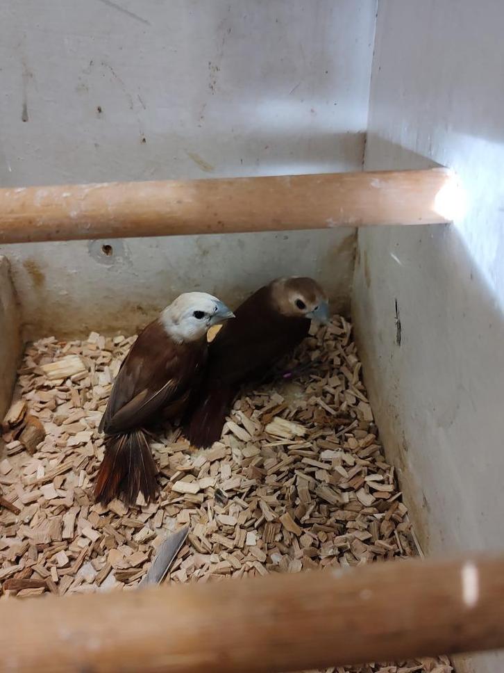 Witkopnon | Pop | Passend advies, Dieren en Toebehoren, Vogels | Overige Vogels, Tropenvogel, Vrouwelijk, Geringd