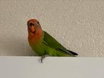 Agapornis Dwergpapegaai Vanaf 7 Weken Eventueel met kooi, Meerdere dieren, Dwergpapegaai of Agapornis, Geringd