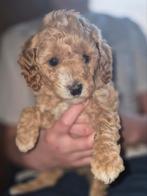 Toypoedel puppy's zoeken een goud mandje, Poedel, 8 tot 15 weken, Parvo, Meerdere