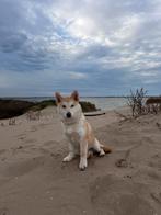 Shiba-Inu reu 5 maanden, Dieren en Toebehoren, Honden | Poolhonden, Keeshonden en Oertypen, Rabiës (hondsdolheid), 15 weken tot 1 jaar