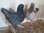 Prachtig koppel duitse modena, Dieren en Toebehoren, Vogels | Duiven, Meerdere dieren, Overige soorten