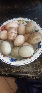 Te koop volop eenden eieren, Overige merken, Ophalen of Verzenden, Zo goed als nieuw