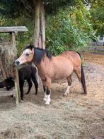 2 lieve pony’s, Dieren en Toebehoren, Merrie, B, 11 jaar of ouder, Recreatiepony