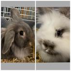 2 aaibare 🐇 konijnen 🐰 (voedsters) zoeken nieuw huisje, Dwerg, Vrouwelijk, 0 tot 2 jaar, Hangoor