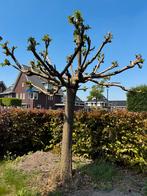 Moerbei. Mooi vol. Dikke stam. Groeit super goed. Dakmoerbei, Ophalen, Volle zon
